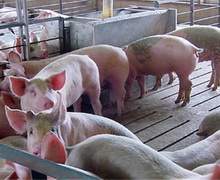 За сім місяців на забій відправили 2,6 млн свиней